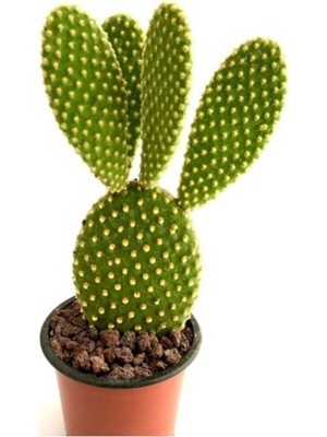 Egzotik Bahçe Bahçesi Tavşan Kaktüs Sarı Opuntia