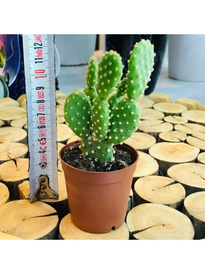 Egzotikbahçe Opuntia Microdasys Rufida Cactus Bol Yavru Tavşan Kulağı Kaktüs