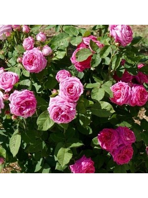 Mimoza Tüplü Kokulu Reçellik Pembe Isparta Gülü Fidanı 15-25 cm