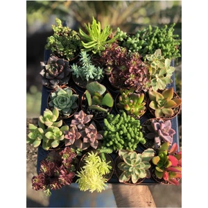 Duble Sukulent Mix 20 Adet