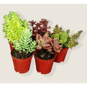 5'li Sukulent&sedum Mix Set/karışık Double Sukulent/hediyelik