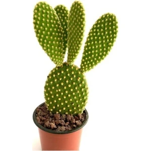 Egzotik Bahçe Bahçesi Tavşan Kaktüs Sarı Opuntia