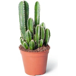 Egzotik Bahçe Cereus Peruvianus Florida - Radyasyon Emici Kaktüs Sukulent - Ev Ofis Salon Iç Mekan Bitkisi