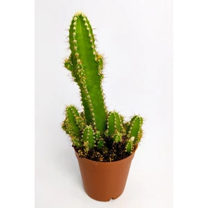 Cereus Peruvianus Nadir Tür Özel Kaktüs Nadide Kaktüs 5.5 cm Saksıda