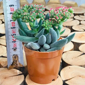 Crassula Mesembryanthemoides Succulent Tüylü Çiçek Açan Sukulent