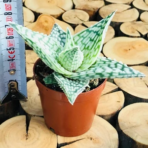 Egzotikbahçe Aloe White Beauty Succulent Koleksiyon Tür Beyaz Benekli Sukulent