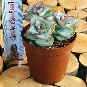 Egzotikbahçe Crassula Conjuncta Succulent Katlı Büyüyen Nadir Sukulent Bitkisi