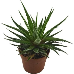 Egzotikbahçe Haworthia Fasciata Kaktüs Büyük Boy - 8,5 cm