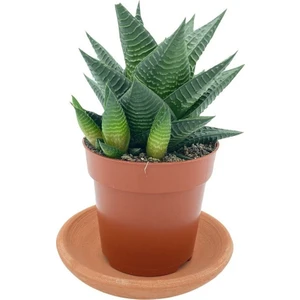 Egzotikbahçe Haworthia Limifolia Büyük Boy Çap 8.5