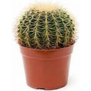 Egzotikbahçe Ithal Kaktüs 5,5cm Saksı