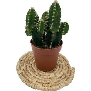 Egzotikbahçe Nadir Kaktüs Cereus Peruvianus Florida Kaktüs