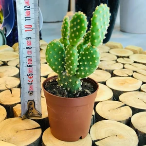 Egzotikbahçe Opuntia Microdasys Rufida Cactus Bol Yavru Tavşan Kulağı Kaktüs