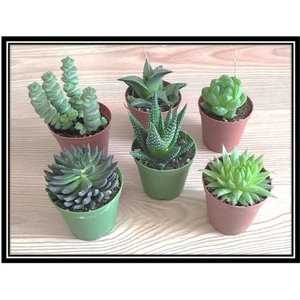 Haworthia ve Sukulent 6lı Mix Seri