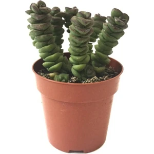 Kaktüs Sukulent Crassula Marnieriana