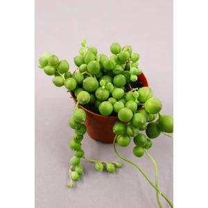 Senecio Rowleyanus - Tesbih Çiçeği 5.5 cm Saksıda