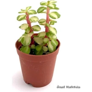 Yeşil Ithal Sukulent - Portulacaria Afra 5,5cm Ø