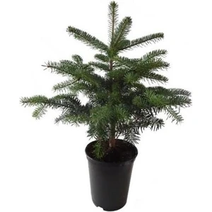 Toros Göknar Köknar Çam Fidanı 6 Yaş 60-90 cm Abies Cilicica