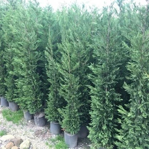 Fidan Sahası Tüplü Leylandi Fidanı (80-110 Cm)