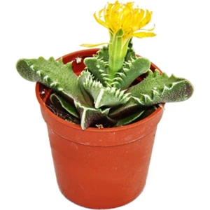 Faucaria Tigrina Kaplan Çenesi Özel Kaktüs