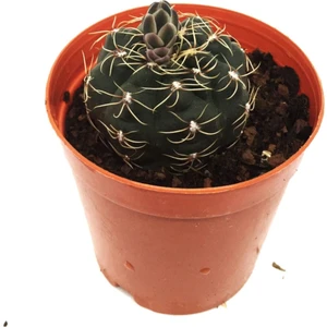 Mamillaria Setrabus Nadir Tür Kaktüs