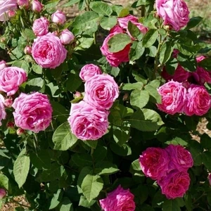 Tüplü Kokulu Reçellik Pembe Isparta Gülü Fidanı 15-25 cm