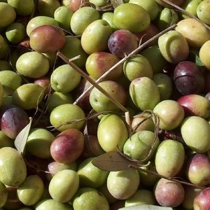 1 Adet Halhal Zeytin Fidanı Tüplüdür 50 60 cm Boy 1,5 Yaş