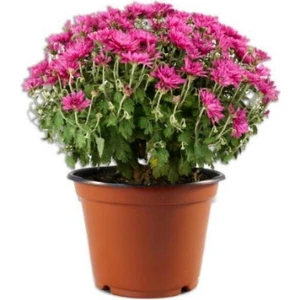 Pembe Kasımpatı Krizantem Hüzün Çiçeği 5-10 cm Chrysanthemum