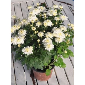 Beyaz Kasımpatı Krizantem Hüzün Çiçeği 5-10 cm Chrysanthemum