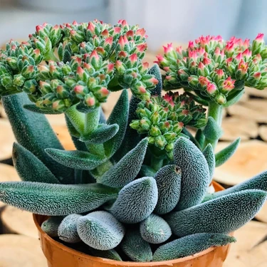 Crassula Mesembryanthemoides Succulent Tyl iek Aan Fiyat