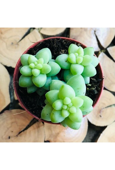 Egzotikbahçe Sedum Morganianum Succulent Yavrulu Sarkıcı Cins Gri Sukulent