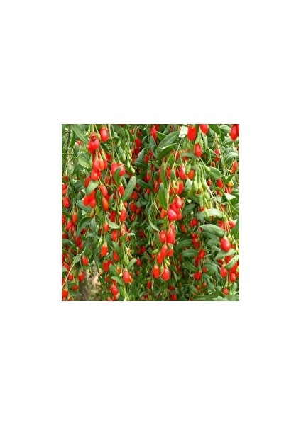 Gojiberry (Nq7 ) Fidanı Tüplüdür