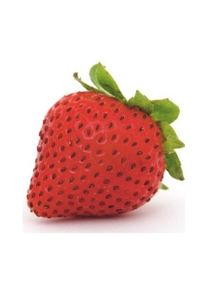 90 Adet Aramos Çilek Fidanı Açık Kök ve Taze Söküm