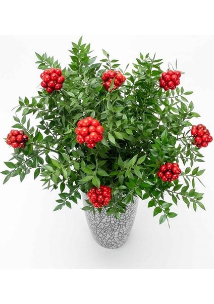 Kokina Çiçeği fiyatları