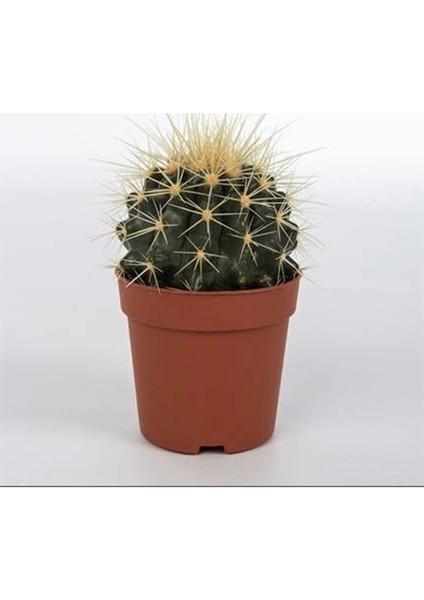 Echinocactus Grusoni Büyük Boy Altın Varil Kaktüs Kaktüs 8,5 cm