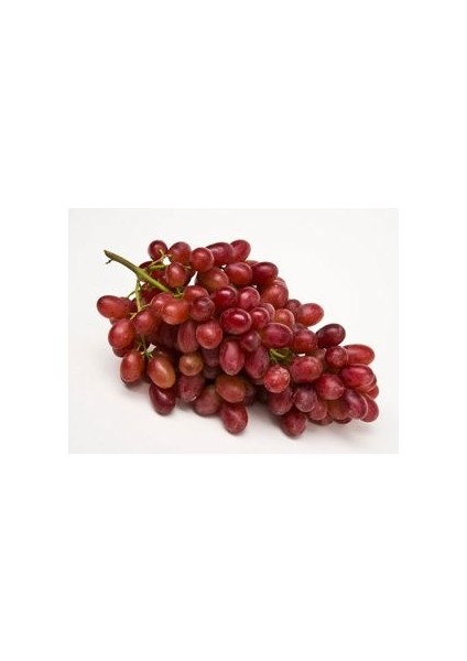 1 Crimson Seedles Üzüm Fidanı Açık Köktür 40 50 cm Boy 2 Yaş