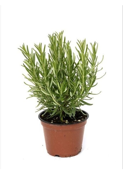 Biberiye Fidanı Saksıldır 40 50 cm Boy