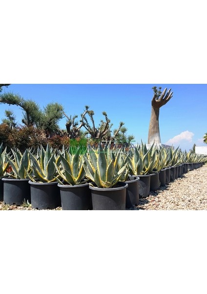 Doğa Çiçekçilik Agave Americana Big Sukulent