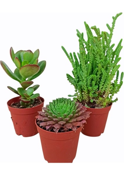 3'lü Sukulent Mix Karışık Tür