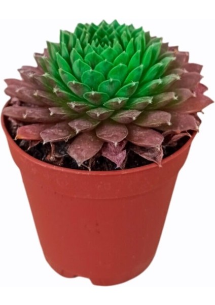 3'lü Sukulent Mix Karışık Tür fiyatları