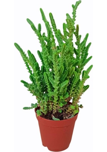 3'lü Sukulent Mix Karışık Tür modelleri