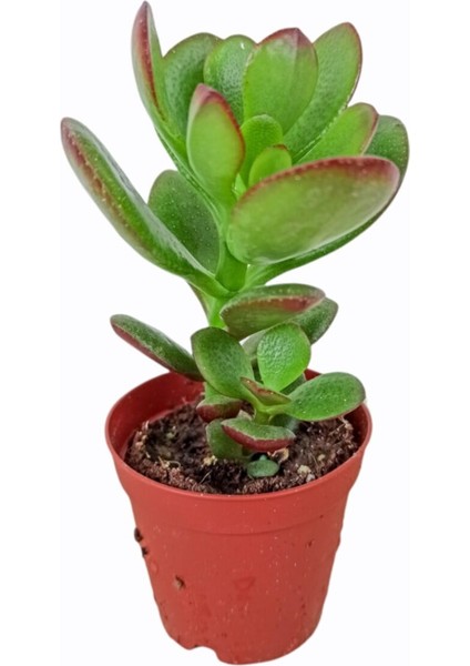 3'lü Sukulent Mix Karışık Tür fırsatları