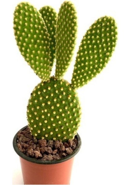 Bahçesi Tavşan Kaktüs Sarı Opuntia