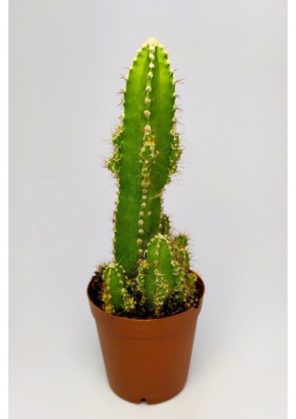 Cereus Peruvianus Nadir Tür Özel Kaktüs Nadide Kaktüs 5.5 cm Saksıda fiyatları