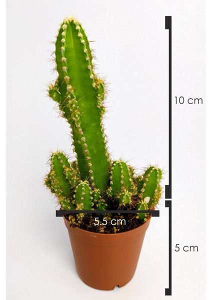 Cereus Peruvianus Nadir Tür Özel Kaktüs Nadide Kaktüs 5.5 cm Saksıda indirimleri