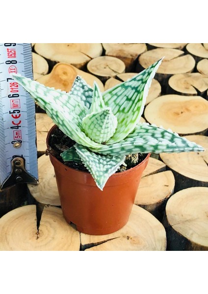 Egzotikbahçe Aloe White Beauty Succulent Koleksiyon Tür Beyaz Benekli Sukulent