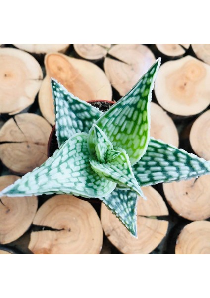 Egzotikbahçe Aloe White Beauty Succulent Koleksiyon Tür Beyaz Benekli Sukulent fiyatları
