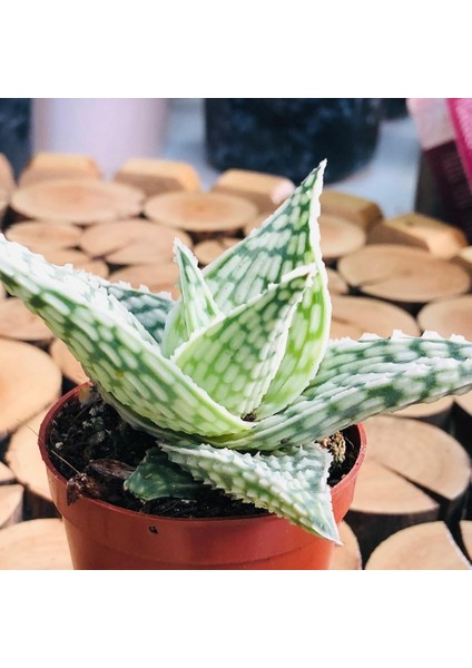 Egzotikbahçe Aloe White Beauty Succulent Koleksiyon Tür Beyaz Benekli Sukulent modelleri