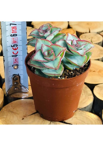 Egzotikbahçe Crassula Conjuncta Succulent Katlı Büyüyen Nadir Sukulent Bitkisi