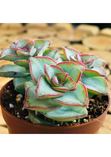 Egzotikbahçe Crassula Conjuncta Succulent Katlı Büyüyen Nadir Sukulent Bitkisi