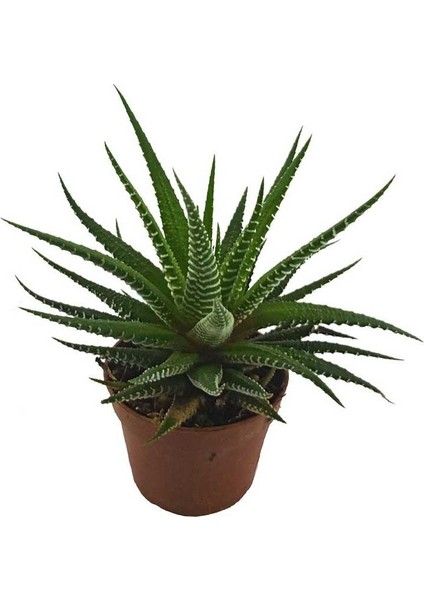 Egzotikbahçe Haworthia Fasciata Kaktüs Büyük Boy - 8,5 cm